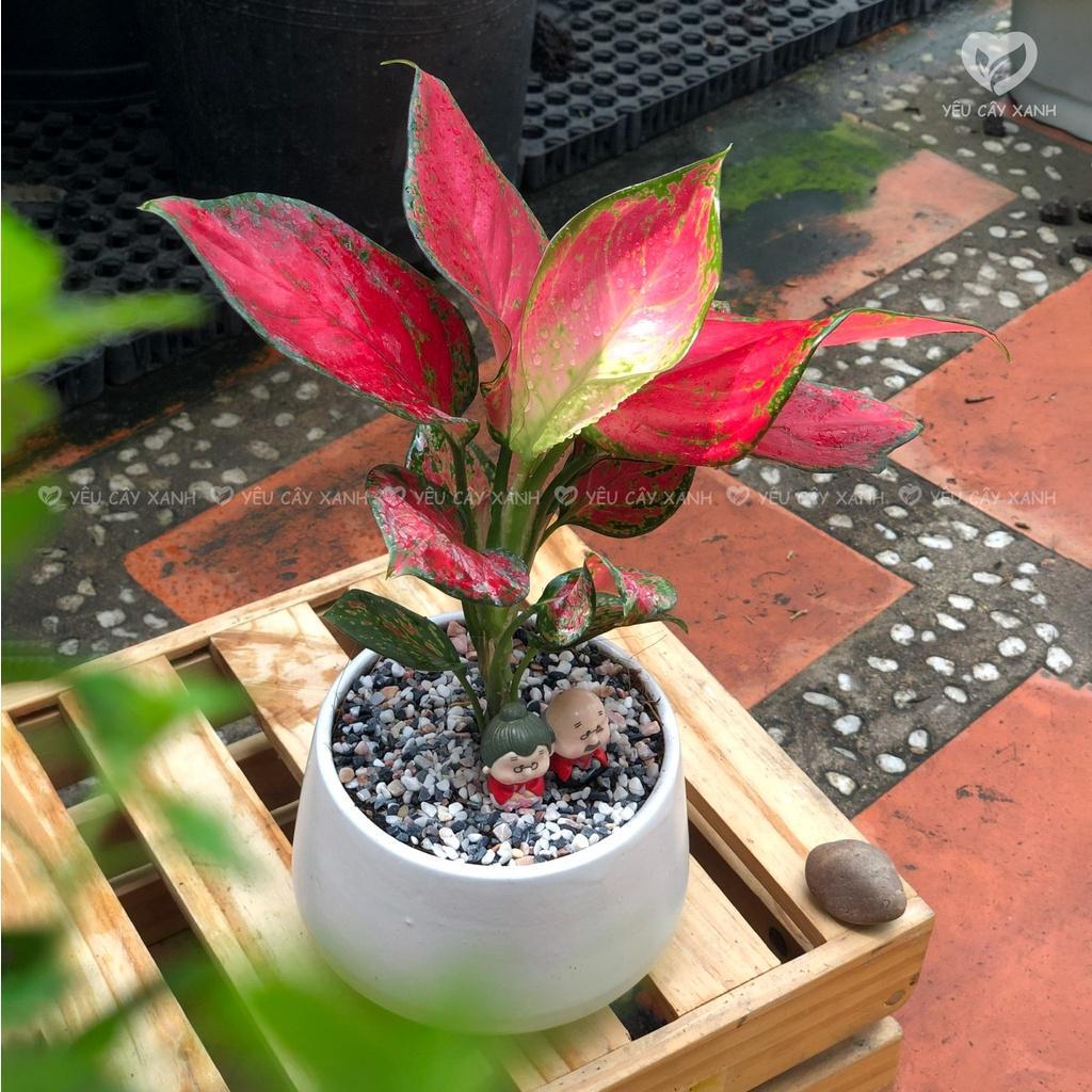 Cây Vạn Lộc Đỏ - Cây Hồng Lộc
