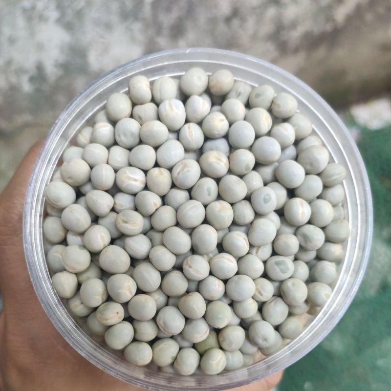 HẠT GIỐNG MẦM ĐẬU HÀ LAN GÓI 500G - HÀM LƯỢNG CAO, CHẤT LƯỢNG TỐT