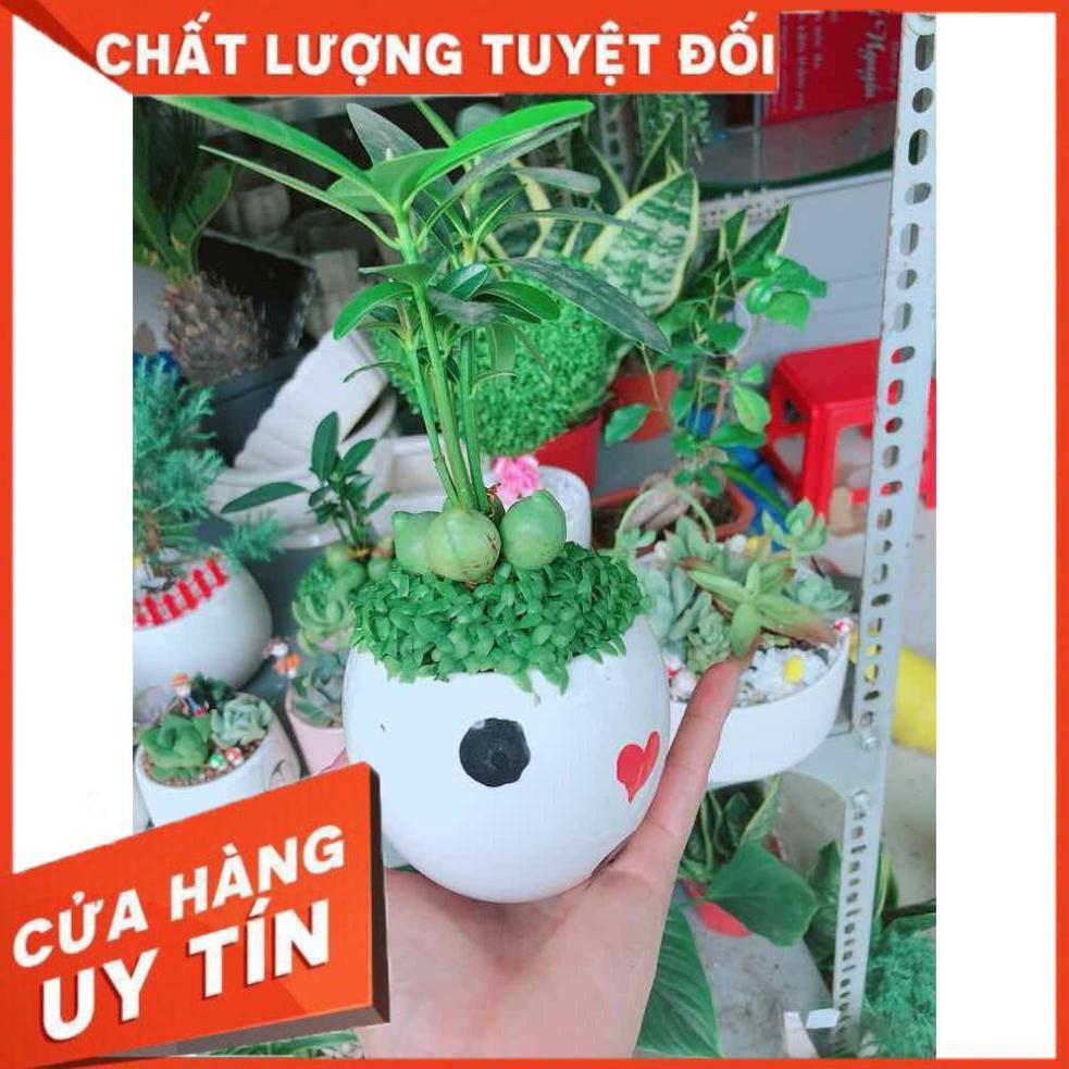 Chậu cây may mắn Nhiều Người Mua