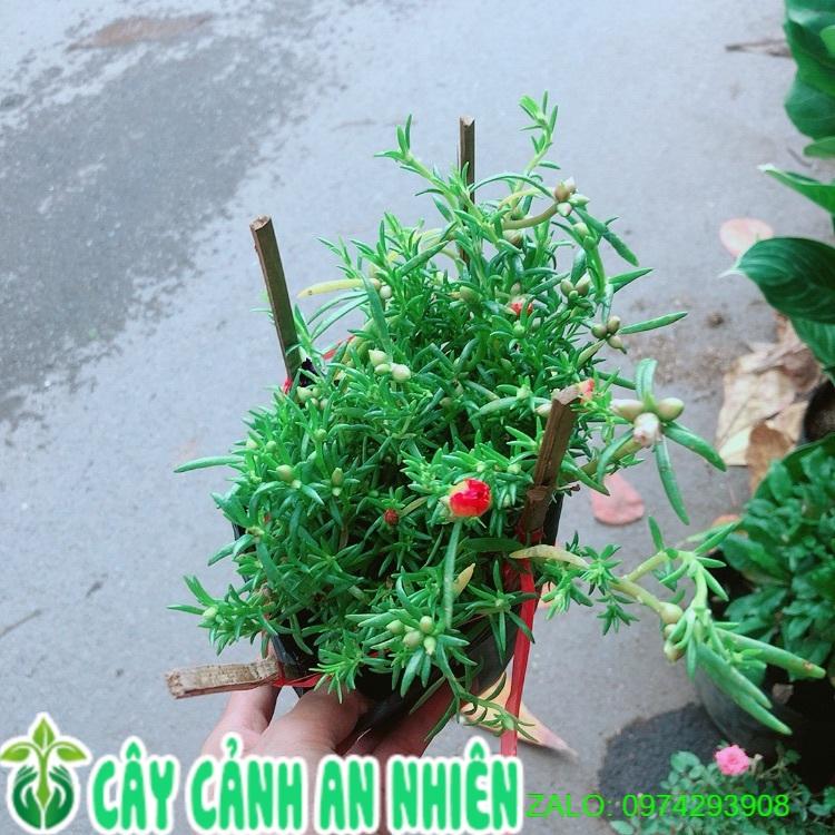 Hoa Mười Giờ