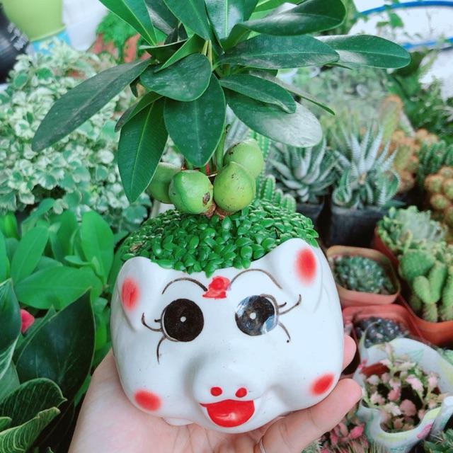 Chậu Cây May Mắn