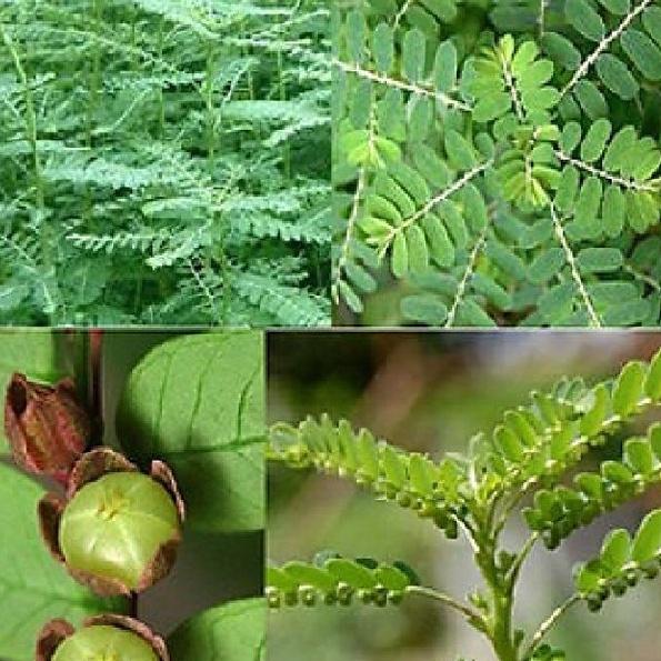 Hạt Giống Cây Dược Liệu Diệp Hạ Châu Đắng - Gói 50 Hạt-adcvv