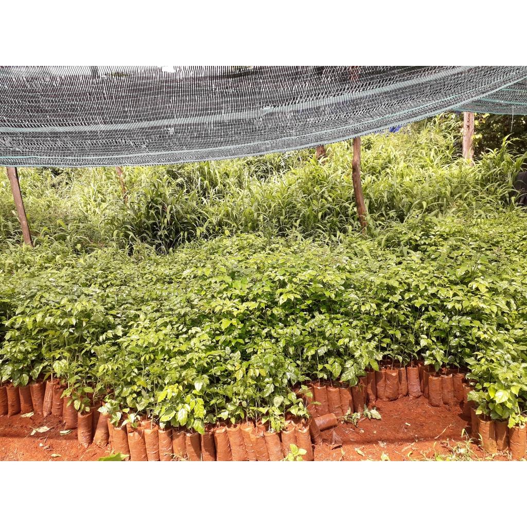 SẢN PHẨM: COMBO 10 CÂY GIỐNG NÚC NÁC RỪNG CAO TRÊN 40 CM