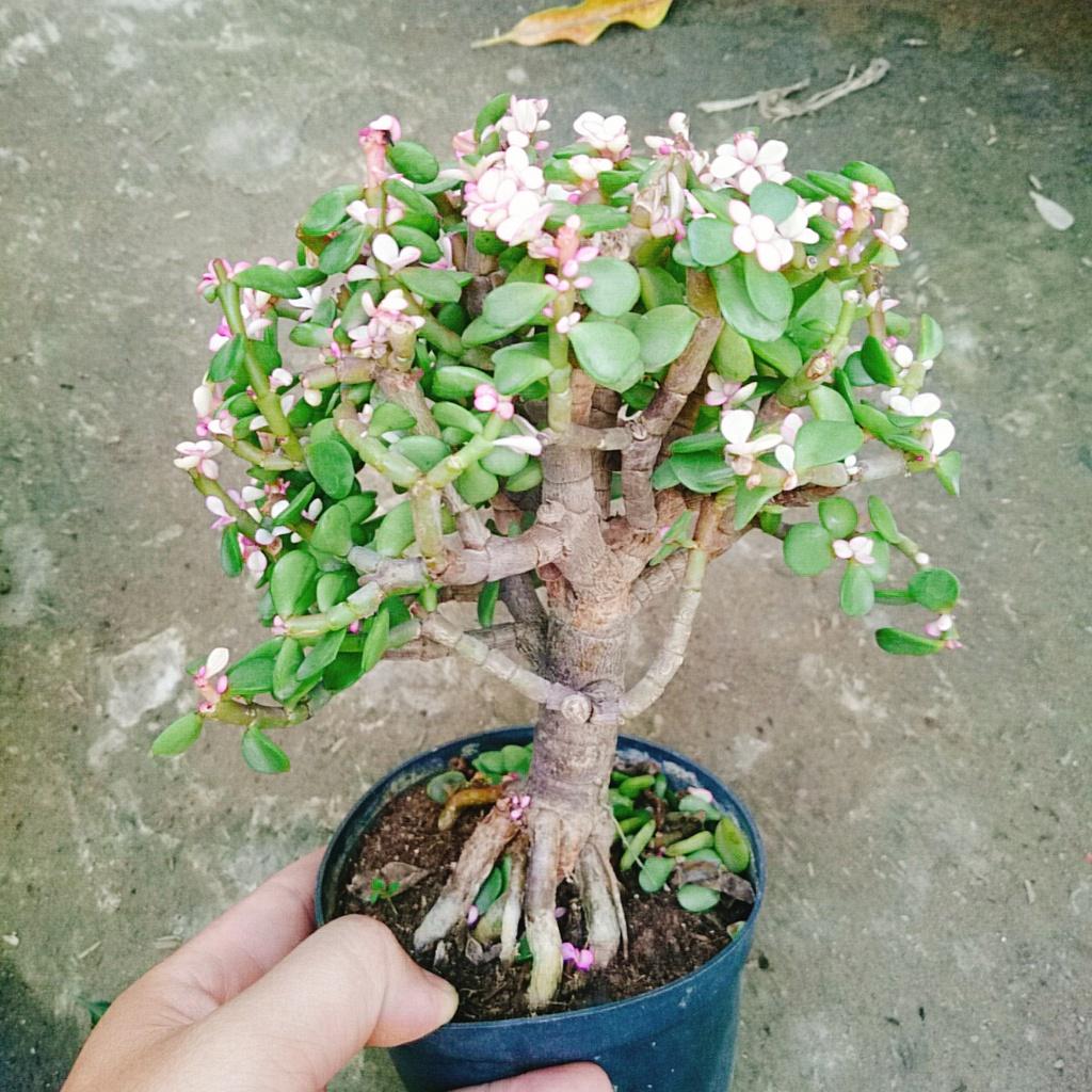 Cây Ngọc Bích - Cây Đô La Hồng - Cây cảnh bonsai để bàn