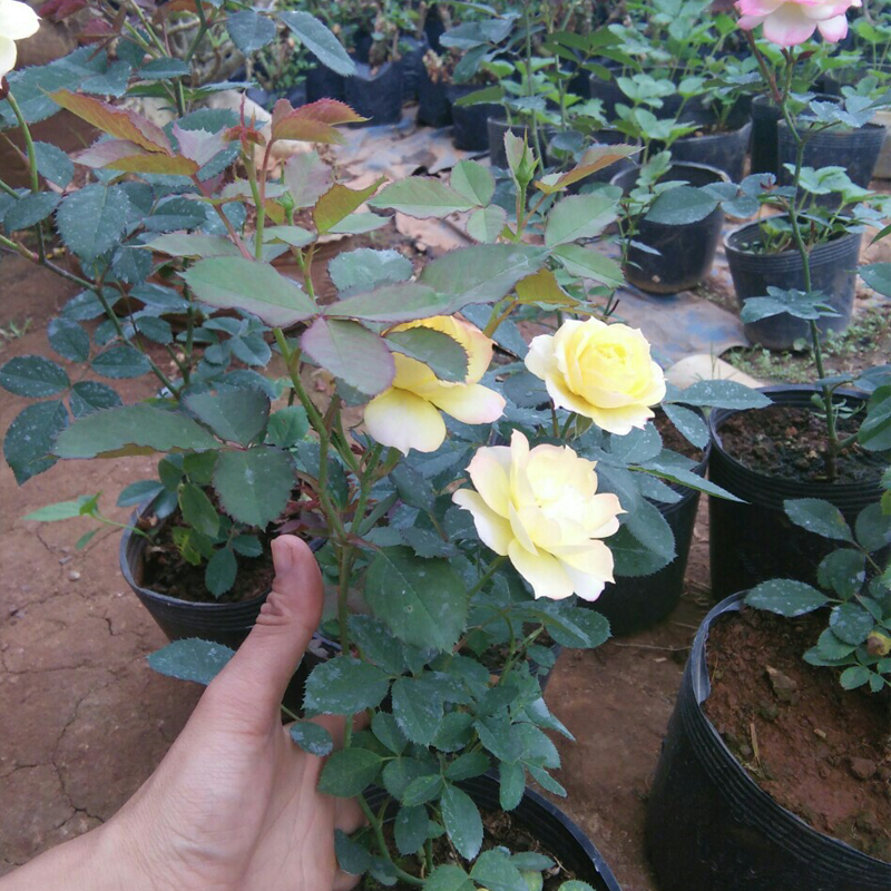 100 Chậu nhựa C9 21.5x17.5cm trồng cây ăn trái và hoa,bền 10 năm -77121