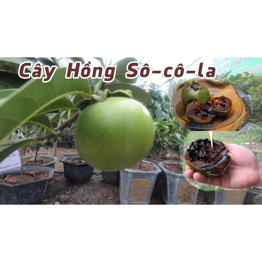 Cây giống hồng sô-cô-la hàng chuẩn f1