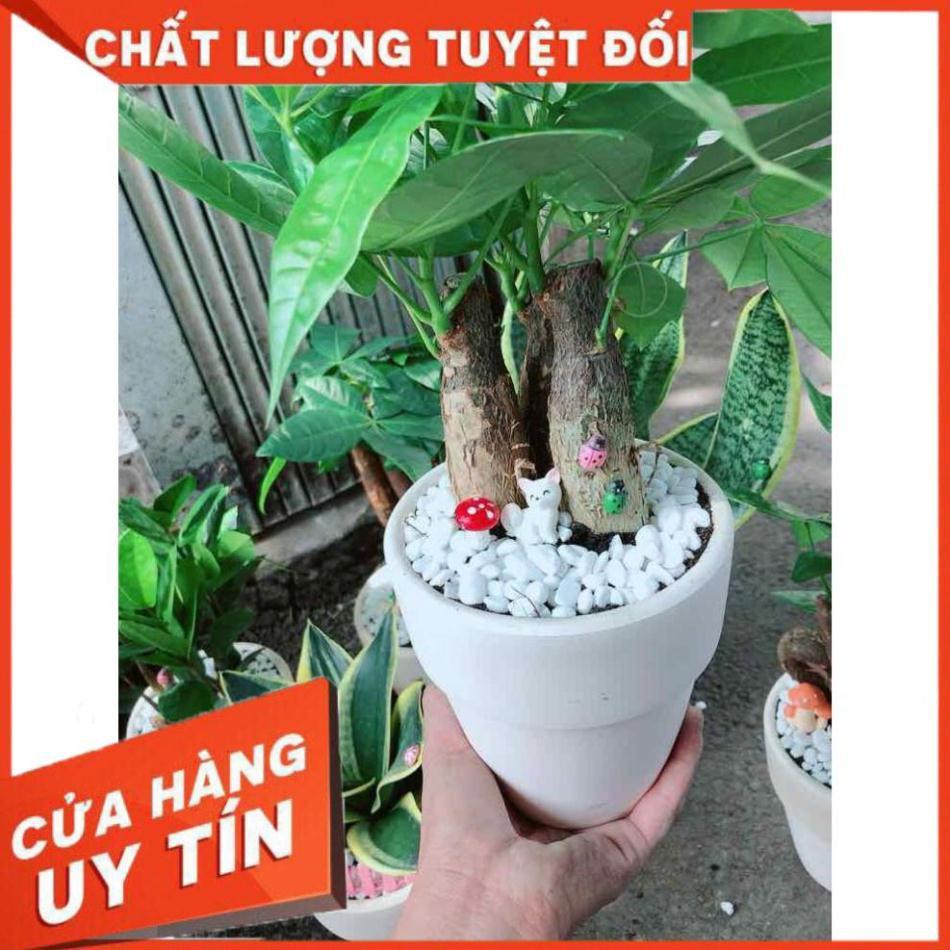 Chậu kim ngân 3 thân Nhiều Người Mua