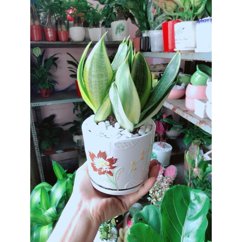 Chậu Lưỡi Hổ Thái Vàng