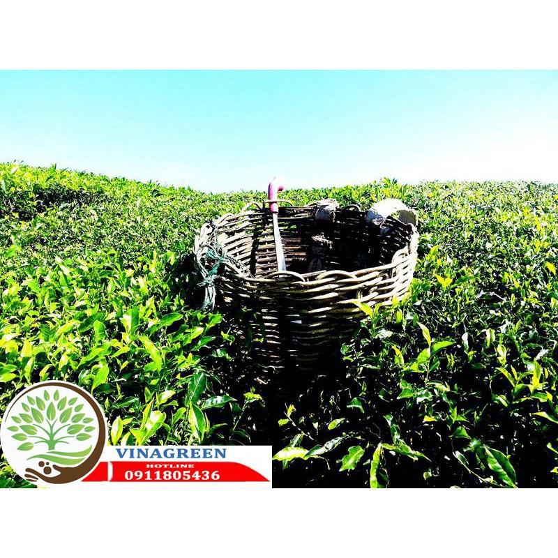 Sản phẩm Cây Ăn Trái cây giống trà xanh