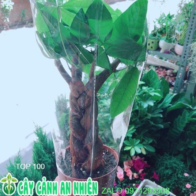 Kim Ngân Thắt Bính 3 Thân