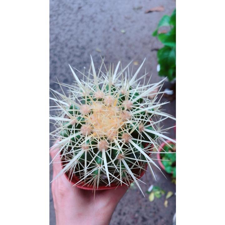 Xương Rồng Kim Hổ