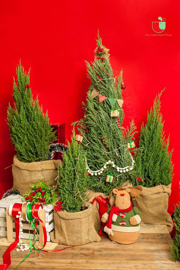 Cây Sơn Tùng, Cây Trang Trí Giáng Sinh, Cây Thông Noel Cao 1m5 - Cây Thông Thật