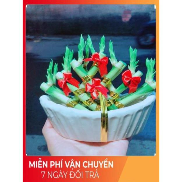 Chậu Trúc Phát Tài Thuyền May Mắn