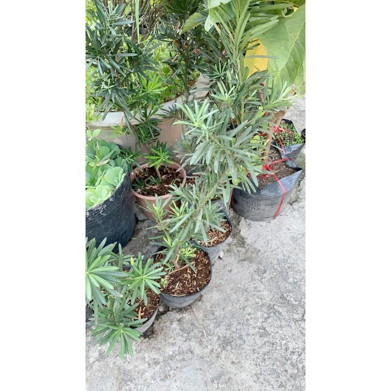 Tùng Vạn Niên Cao 60-70cm