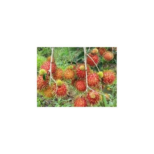 CÂY GIỐNG CHÔM CHÔM NHÃN SIÊU NGON SIÊU QUẢ- CAM KÊT GIỐNG CHUẨN F1 - CGCCNF1