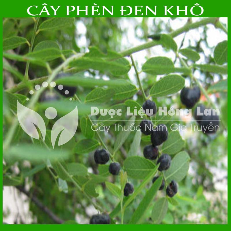 Cây Phèn Đen (Cây Mực) khô 1kg