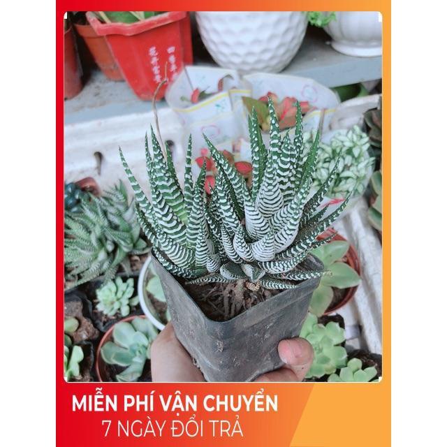 Chậu Móng Rồng