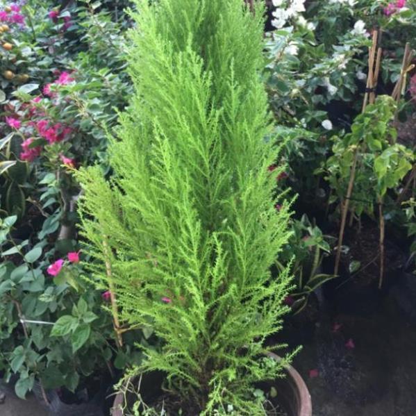 Cây Tùng thơm,lá thơm dễ chịu