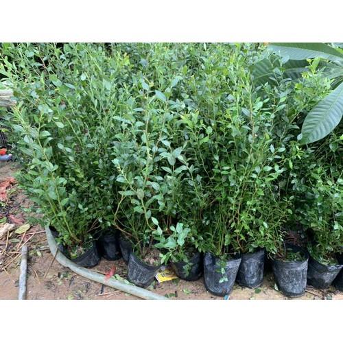 Cây việt quất, cây đang trái, cao 50-60cm
