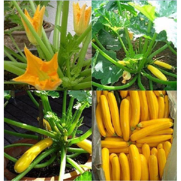 COMBO 5 gói hạt giống bí ngòi mix - TẶNG 1 phân bón