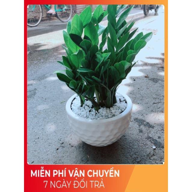 Chậu Kim Tiền