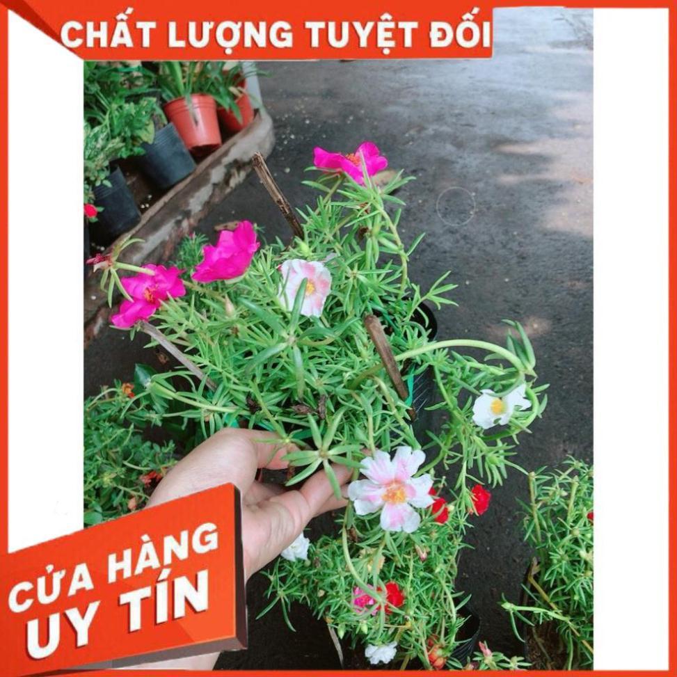 Hoa Mười Giờ Mỹ
