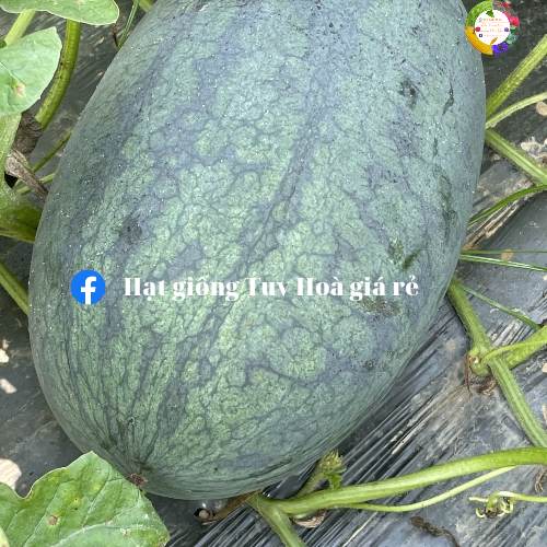 Hạt giống dưa hấu Apolo 66 lai F1 gói 20 gram