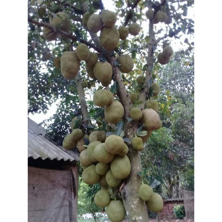 CÂY GIỐNG MÍT DAI MẬT ỐNG