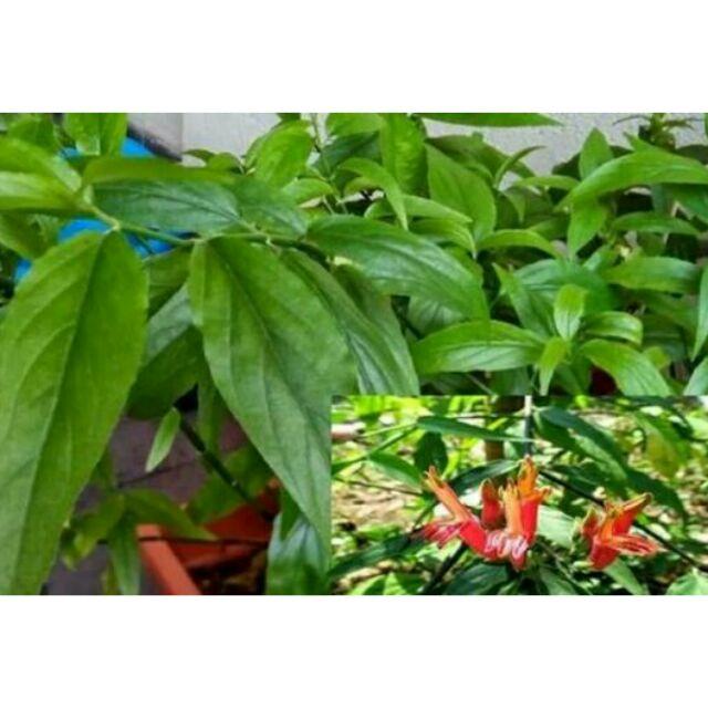 Bầu cây giống rau mảnh cộng - bầu giống nhỏ