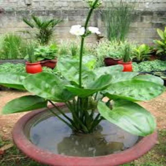 Chậu cây BÁCH THỦY TIÊN, THỦY SINH - Cây PHONG THỦY, may mắn, tài lộc - gửi đi nguyên bầu