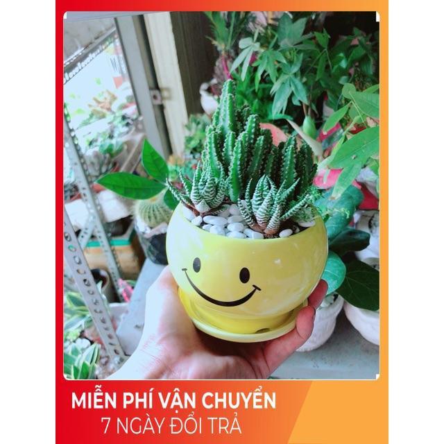 Chậu Xương Rồng Thanh Sơn + Móng Rồng