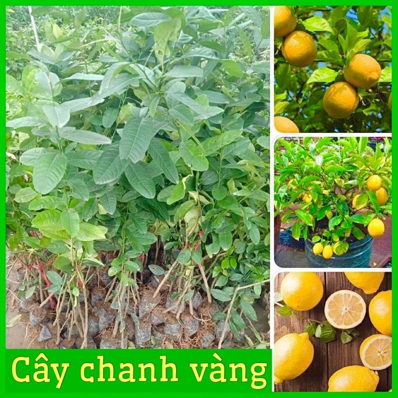 Cây chanh vàng Mỹ siêu quả, quả to mọng nươc cây con giống F1 cho ra quả sau 6-8 tháng trồng
