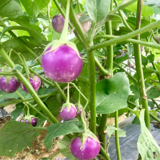 Hạt Giống Cà Pháo Tím
