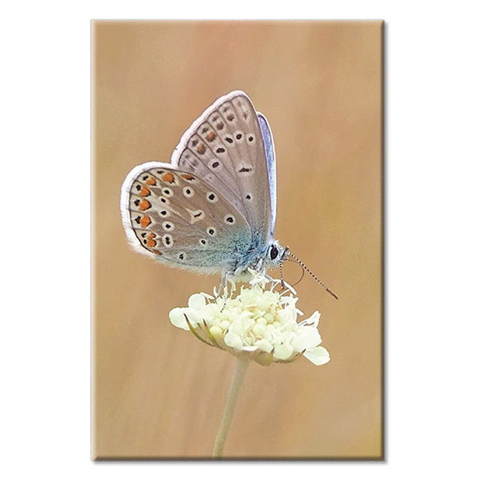 Tranh Canvas "Bướm Và Hoa" - W141