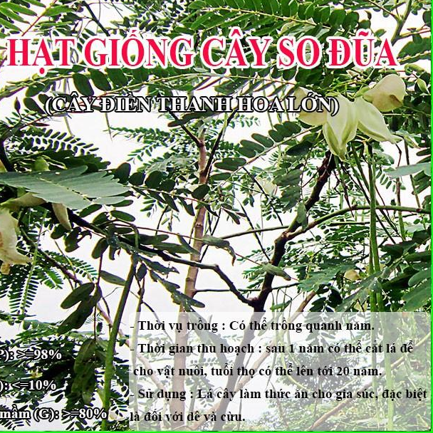 Hạt Giống Cây So Đũa – Điền Thanh Hoa Lớn - Giống Cỏ Chăn Nuôi
