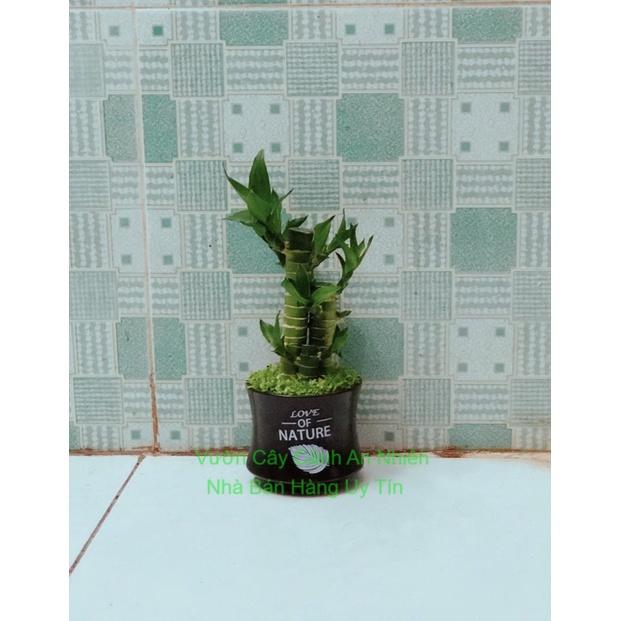 Chậu Cây Phát Tài