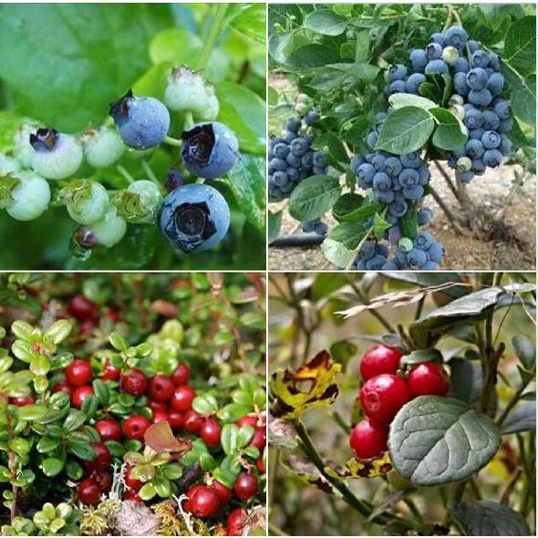 Combo 2 gói hạt giống việt quất xanh + 1 gói đỏ-gói 30 hạt/tặng kèm gói phân bón lót