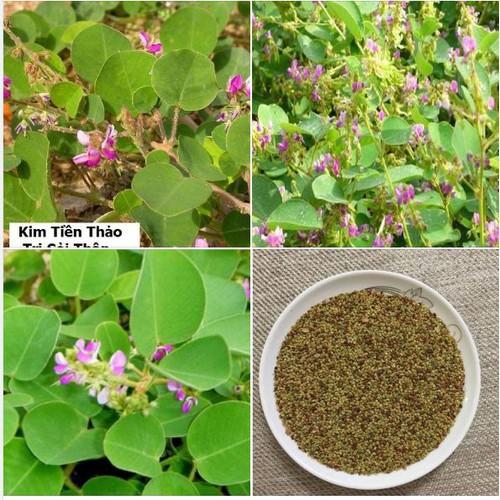 Hạt giống Kim tiền thảo - cây dược liệu - 1 gói 50 hạt