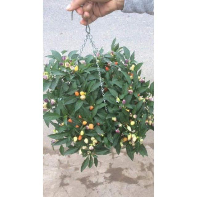 Sản phẩm ỚT NGŨ SẮC