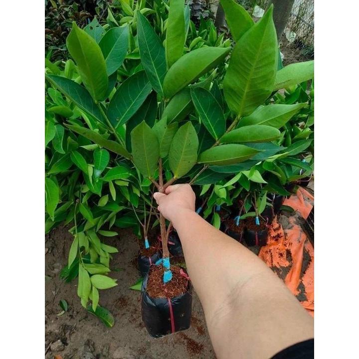 Cây Giống mận Đường Thái Lùn