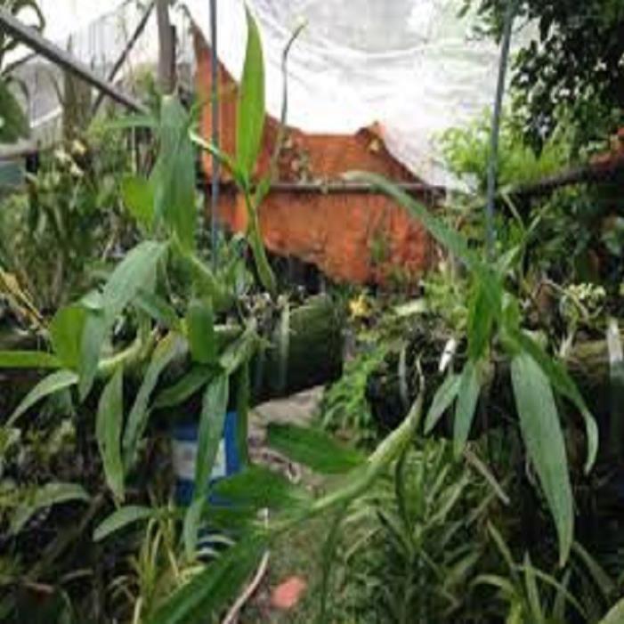 Sản Phẩm Hoa phong lan- hoàng thảo kèn