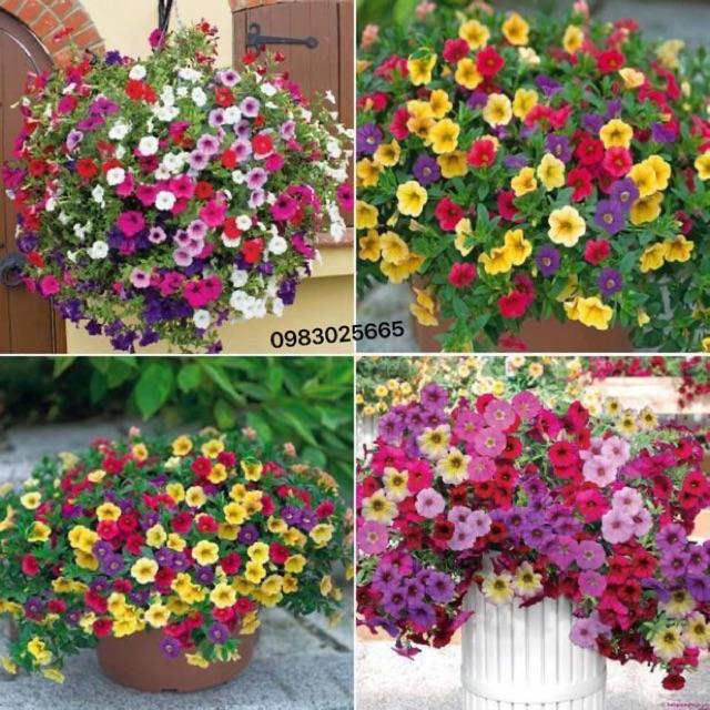 Hạt giống hoa dạ yến thảo rủ MIX gói 100 hạt