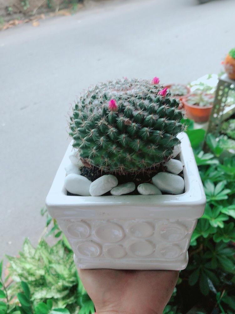 Chậu Cây Xương Rồng Nở Hoa