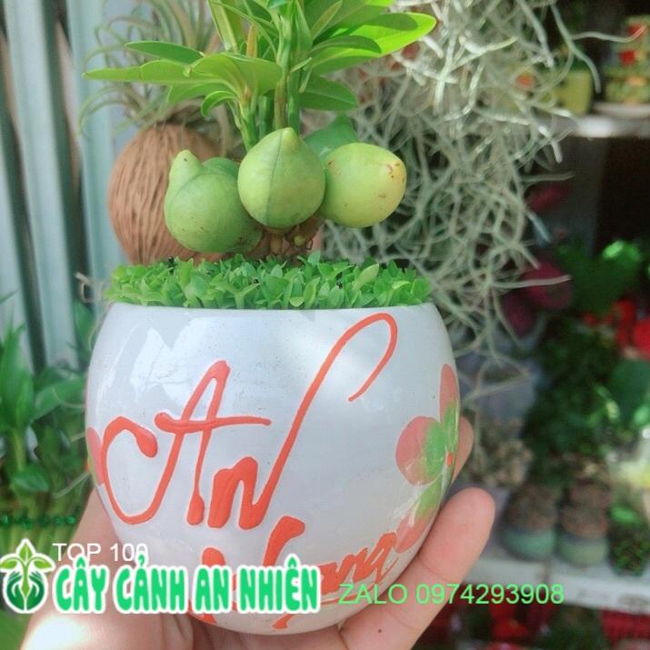 Chậu Cây May Mắn Tài Lộc