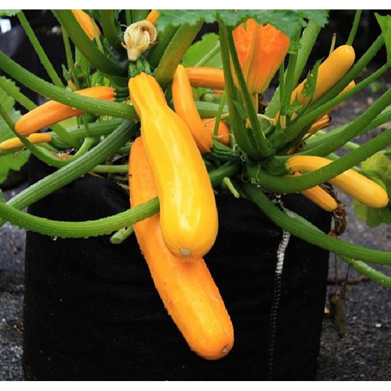 COMBO 5 gói hạt giống bí ngòi mix - TẶNG 1 phân bón