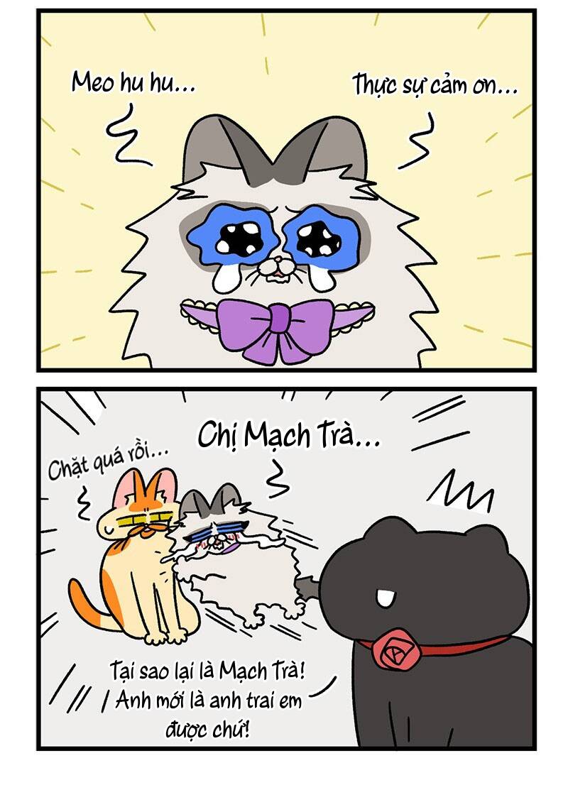 a mãn và mạch trà chapter 49.1 6