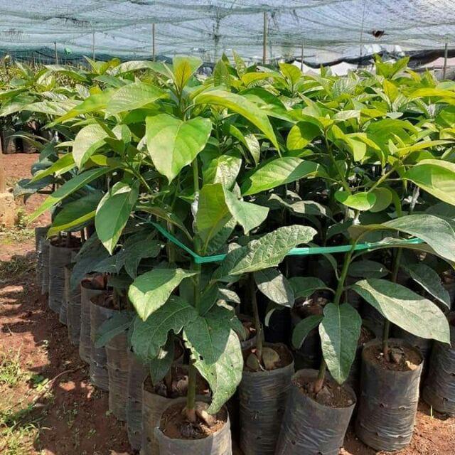 Cây giống Bơ Tứ Quý.