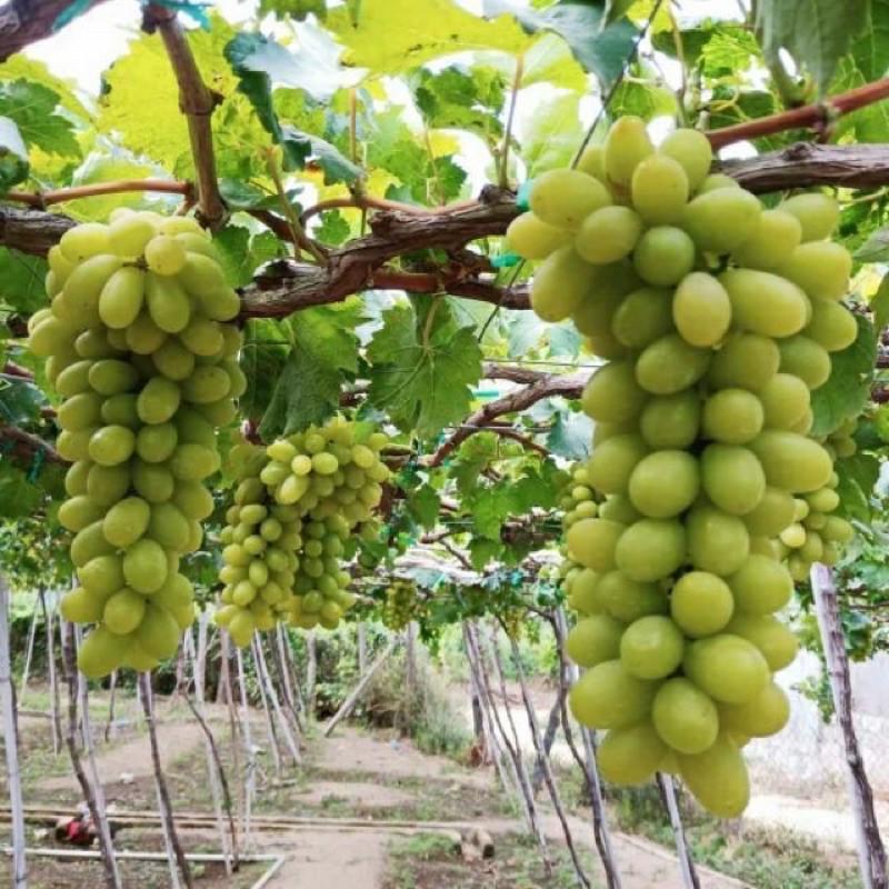 Cây giống nho Ninh Thuận chuẩn giống vị ngọt rôn rốt cây ghép mắt