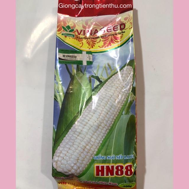 HẠT GIỐNG NGÔ NẾP LAI F1 HN88 (500gr)