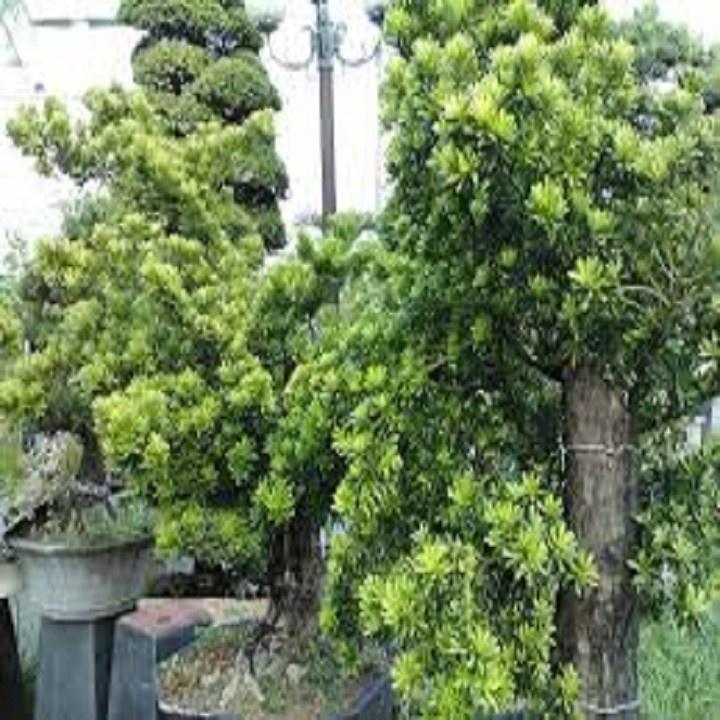CÂY GIỐNG CÂY VẠN NIÊN TÙNG KIM CƯƠNG